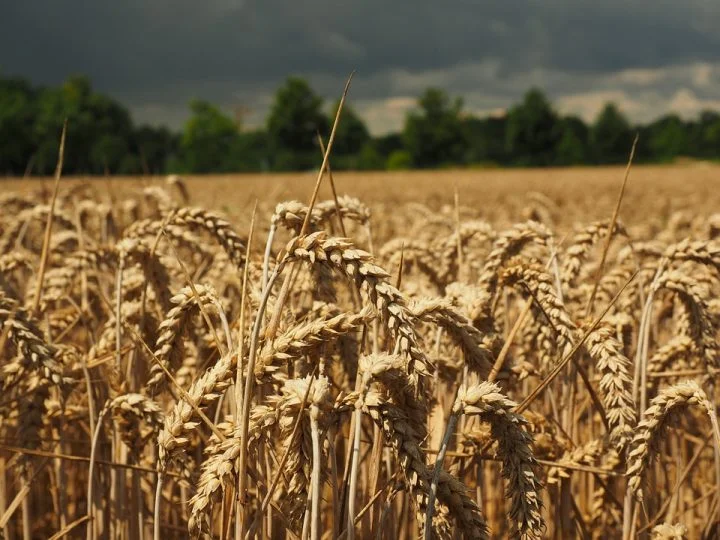 Drei Hektar Weizen in Suhareka verbrennen