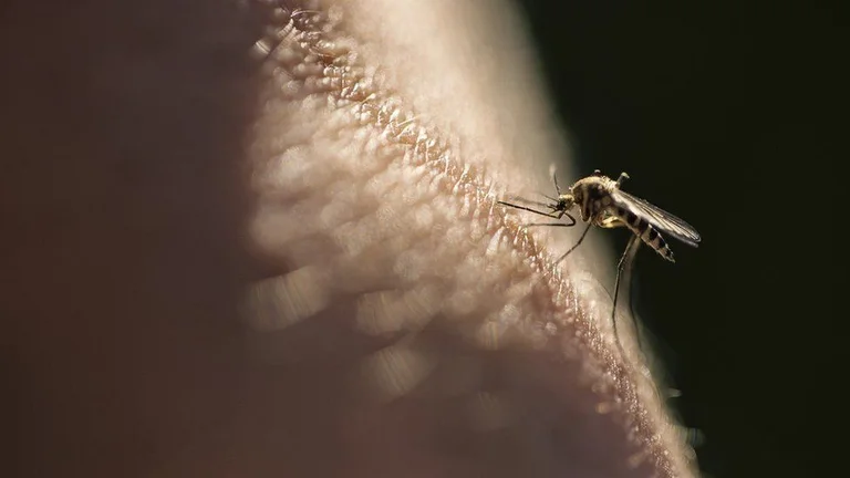 Zyrtare: OBSh e shpall Kinën të çliruar nga malaria pas 70 vitesh luftë me të