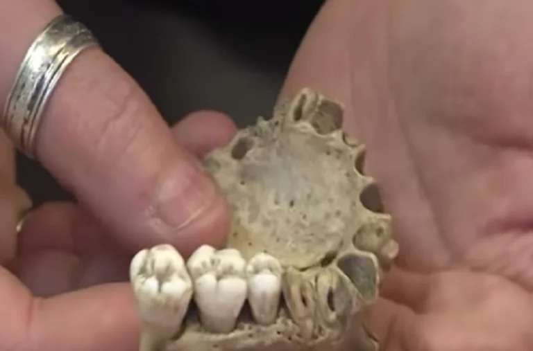 Scientists: “Man drags” newly discovered is the closest ancestor of homo sapiens