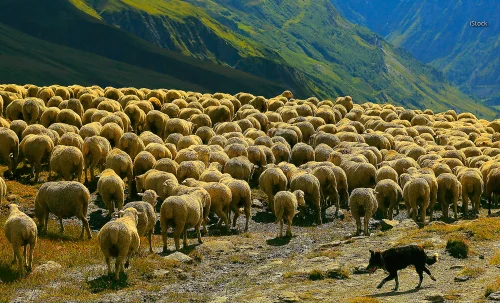 70-year-old shepherd selling cocaine is arrested, supplied by Albanian