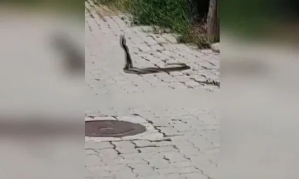 Las serpientes en Prizren luchan cara a cara entre sí
