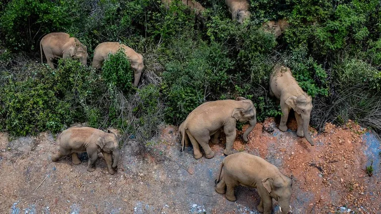 Wilde Elefanten in China können auf ihrem Weg nach Hause sein