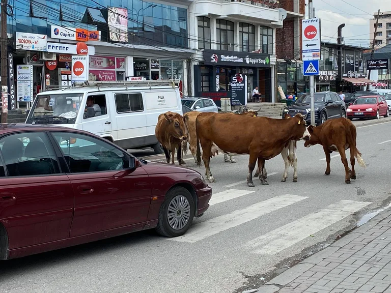 Komunikacion i dendur: Lopët bllokojnë trafikun në Pejë