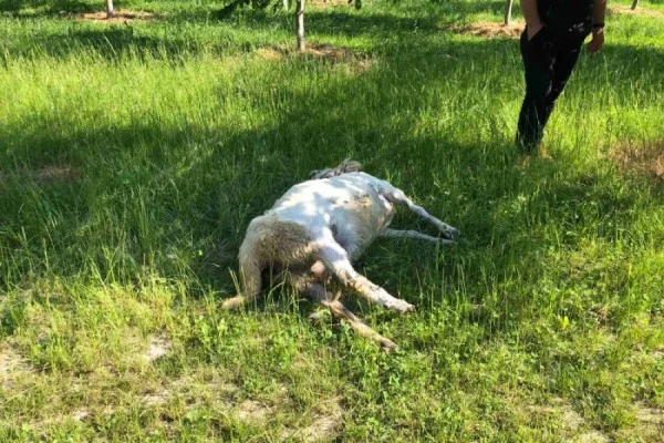 Ujku ‘zbret’ në Strellc të Deçanit dhe mbyt 12 dele