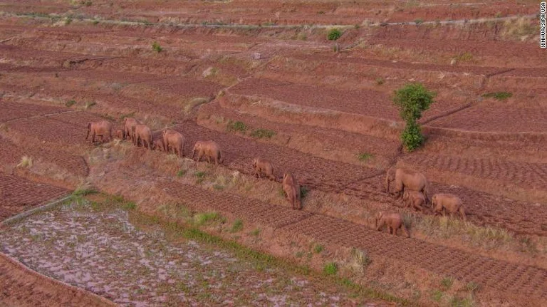 15 elefantët e egër mbërthejnë miliona njerëz në rrugëtimin epik: Pse po shpërthejnë konfliktet elefant-njeri?