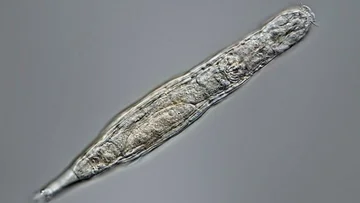 El organismo sobrevivió 24 mil años congelados en Siberia, regresa a la vida