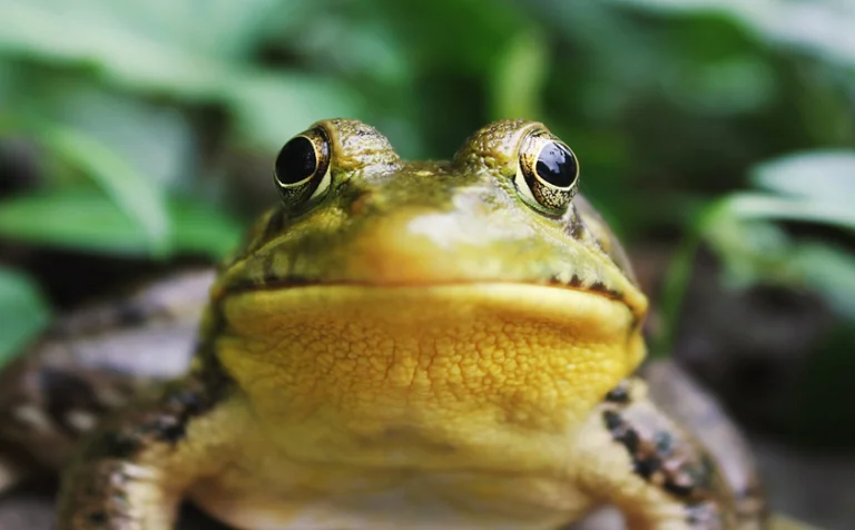 Wissenschaftler entdecken neue Arten von “chocolate Frosch” in New Guinea
