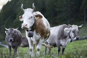 Cuervos de vaca, debate de diputados suizos