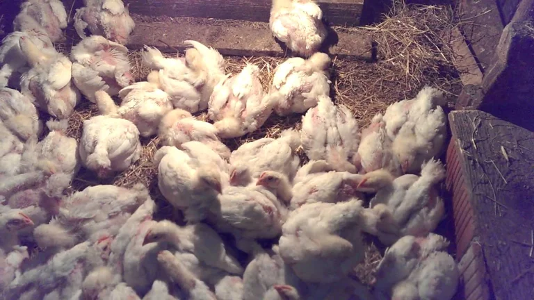 Prizren: Landwirte brennen die achttausend Hühner Vögel