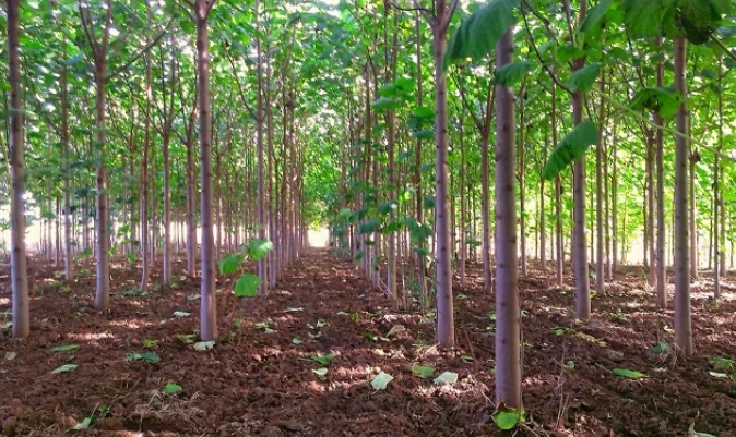 Les institutions du Kosovo lancent une campagne pour la plantation d'un million d'arbres
