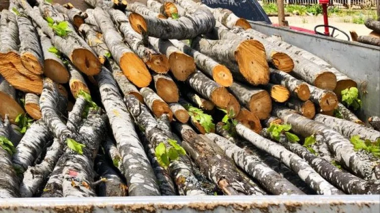 La police a arrêté deux personnes, volé des arbres dans les montagnes de Jezerci