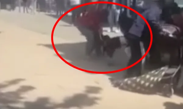 Voici Bim Bimma après que son chien ait croisé un autre