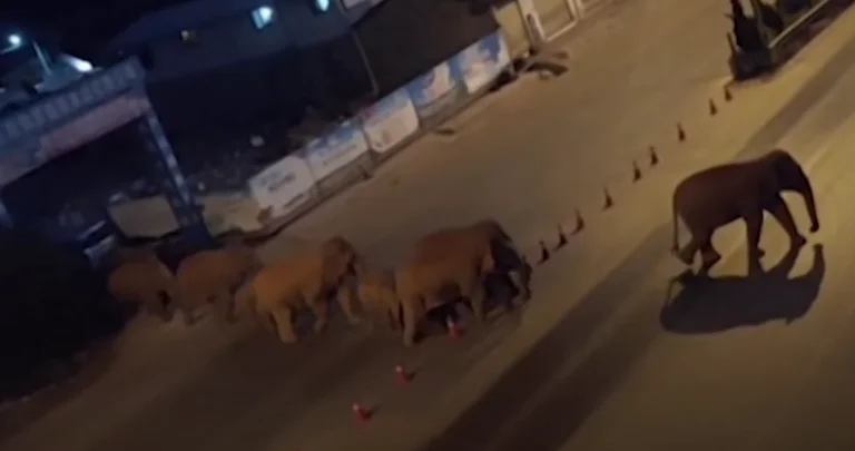 Chine en difficulté : Après avoir détruit 56 hectares [56 ha], les éléphants sauvages près de la capitale des millions