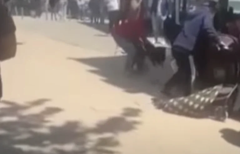 Vidéo +21: Les chiens à Pristina saignent, les gens frappent un coup