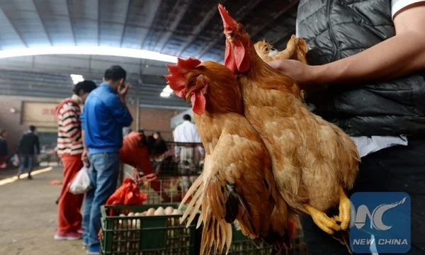 La Cina segna il primo caso di un nuovo tipo di influenza umana degli uccelli