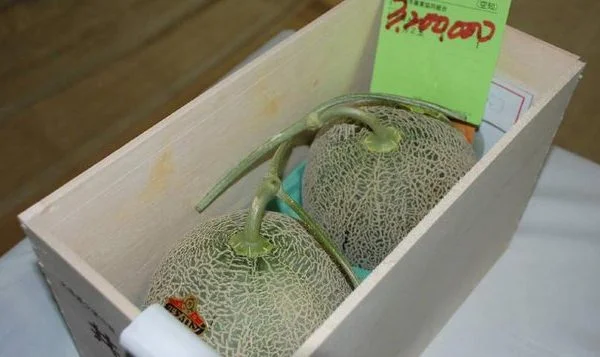 Pourquoi ces deux melons vendent-ils 25 000 dollars ?