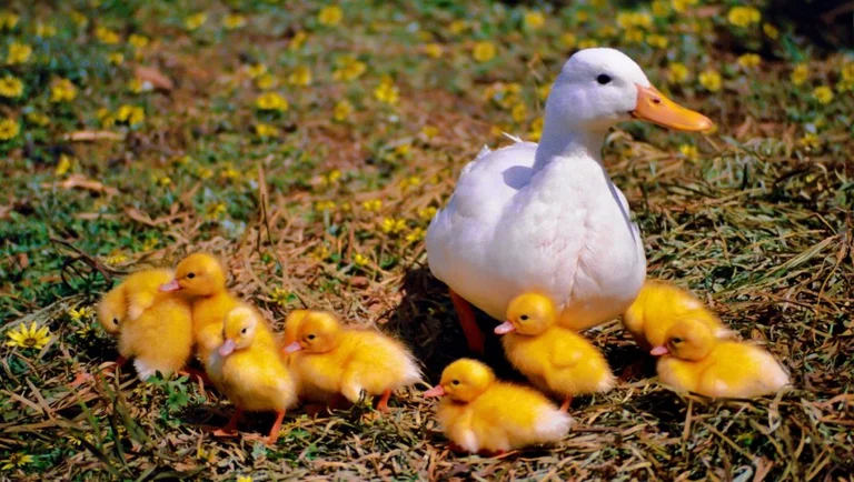 Tik Tok's trend leads to massive increase in duck abandon