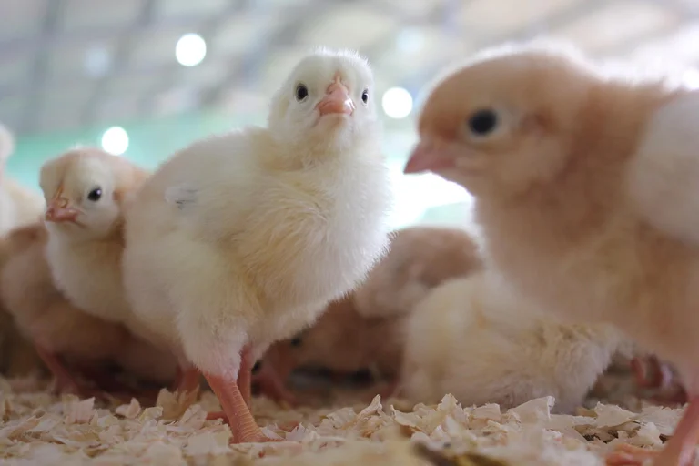 Aves en Gjakova se convierten en una lucha entre dos personas