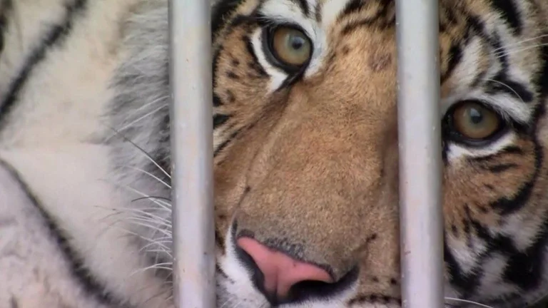Verlassen Sie die Polizei im Auto, urteilt für Mord: Von dem berühmten Tiger zur Polizei geliefert