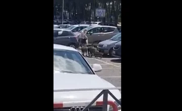 Génial. Des porcs sauvages entourent et pillent des femmes à Rome (Vidéo)
