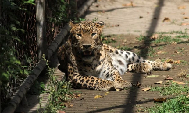 Nach der chinesischen Rakete, jetzt die chinesische Leopard: Anger Stirred für Not Show Up for Danger