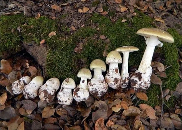 Competenza scientifica per la morte di tre Kosovars in Albania