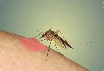 10 The Most Effective Spices to Remove Mosquito