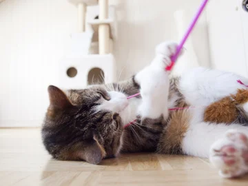How much training does your cat need?