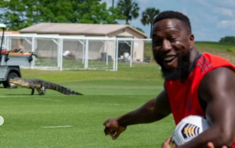 The crocodile enters the field and interrupts team training