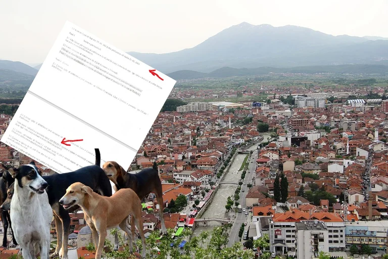 Prizren's budget “is considered” by wandering dogs: The municipality signed 229 thousand euros for them