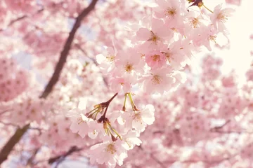 The Most Common Spring Allergy and How to Prevent It