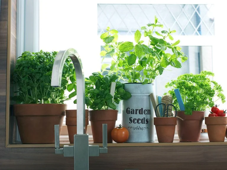 6 The grass that should be used by anyone who calls himself master in the kitchen