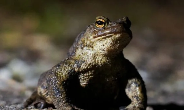 Estonia bans human circulation on the main road to allow turtle passage for a month