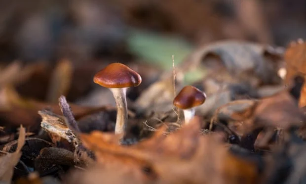 Les champignons magiques sont prometteurs dans la lutte contre la dépression
