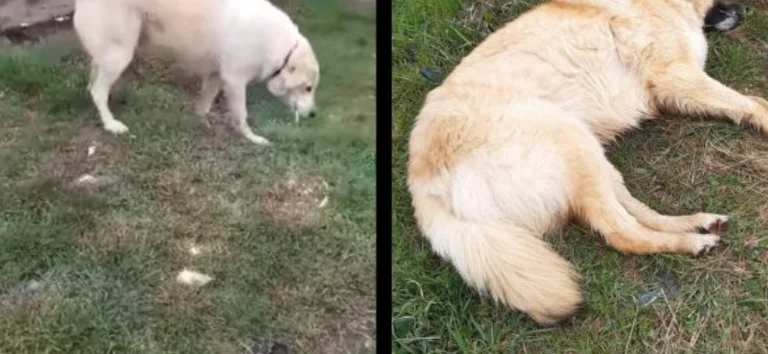 Plusieurs chiens à Pristina auraient empoisonné, dont trois morts.