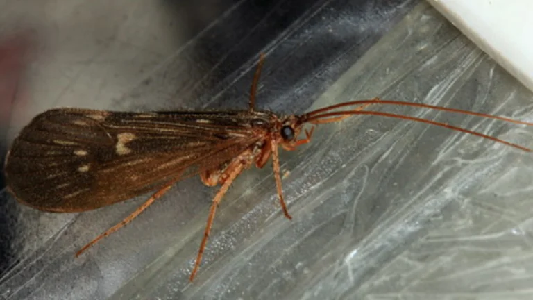 Le professeur Decani découvre un nouveau bug au Kosovo, appelé Coronavirus