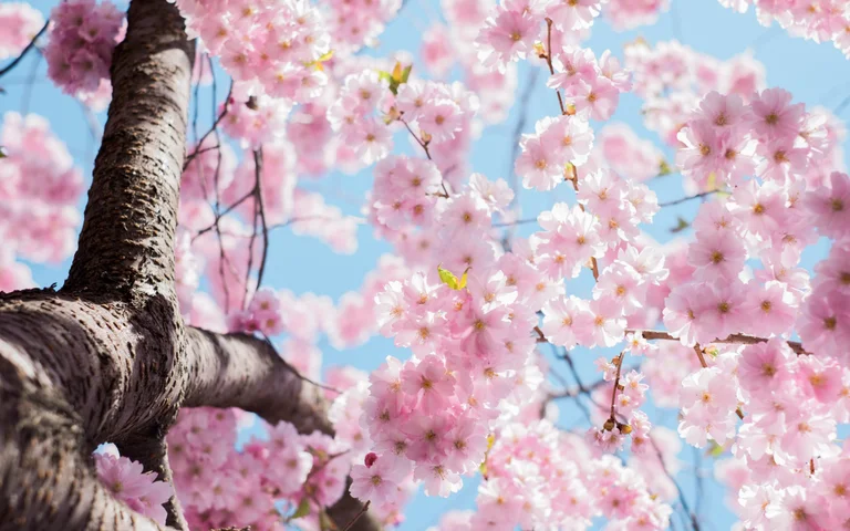 5 maneras en que la primavera afecta su salud