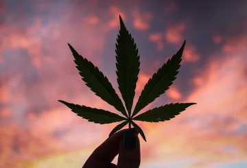 Officially, New York legalized the marijuana!