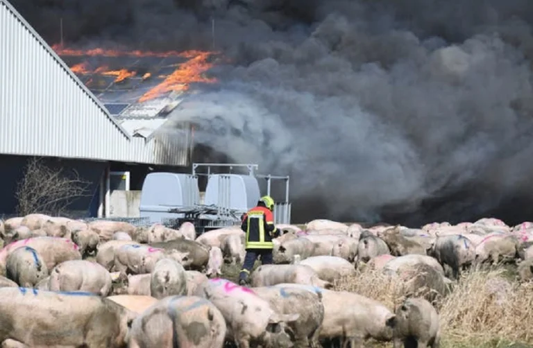 Fire on a farm in Germany, 55,000 pigs suffer