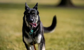 Le chien de Joe Biden mord la deuxième personne dans un mois à la Maison Blanche
