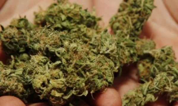 Kapen mbi 3 kilogram marihuanë në Skenderaj