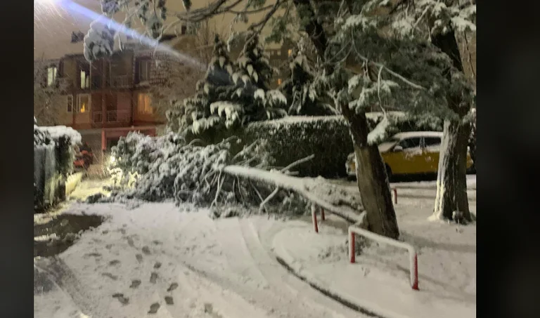 Rrëzohet një pishë në lagjen Dardania në Prishtinë, banorët thonë se Policia s’po përgjigjet