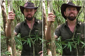 Who knows the reptile? The Invisible Archure of Madagascar drives the Internet mad