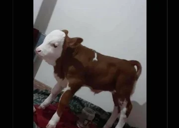 Kosovar fait le geste étrange, ramène le veau à la maison: Ça devrait me garder dans cette semaine froide.