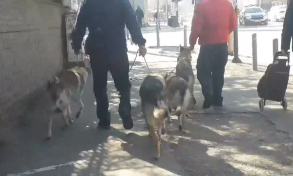Quattro lupi passeggiano nel centro di Pristina