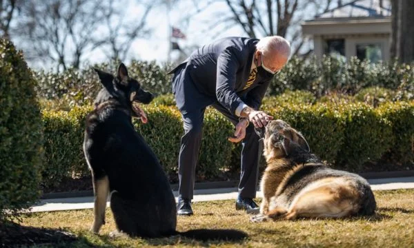 Biden dogs to return to the White House after the incident