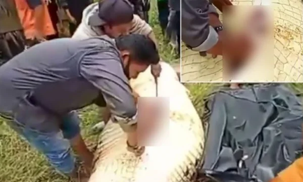 The crocodile swallowed the 8-year-old, inhabitants pulled him out of his belly