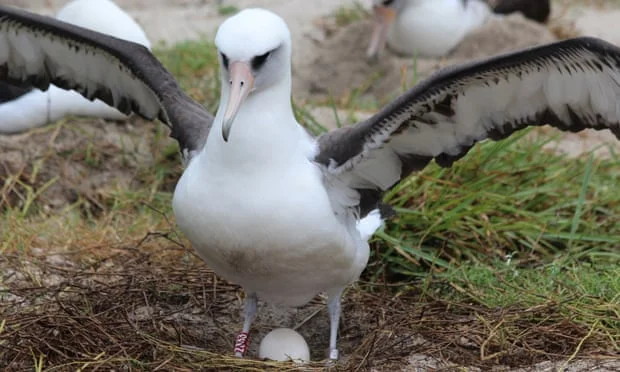 Albatros Weisheit: Der älteste Vogel der Welt ist im Alter von 70 Jahren aus Küken gemacht