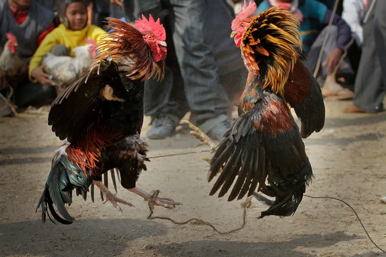 Rooster lo apuñala y mata a su dueño después de la pelea