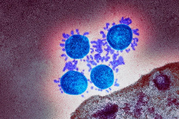 O BESH a déclaré au sujet du nouveau type de coronavirus